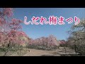 なばなの里　しだれ梅まつりとイルミネーション　２０１６