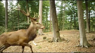 Compilatie van onze mooiste wildcam beelden van Edelherten