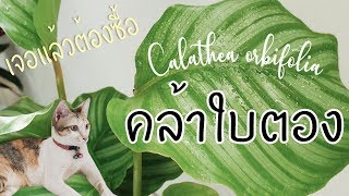 คล้าใบตองต้นไม้หายาก สาเหตุใบไหม้ และวิธีดูแล #คล้าใบตอง #Calatheaorbifolia