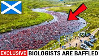 Scotland Released 150,000 Salmon Into a Dead River — What Came Back 25 Years Later Was Unbelievable