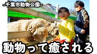 【千葉市動物公園】動物たちとの距離近い！それに、かわちぃな動物たちとの触れ合いで癒される～^^