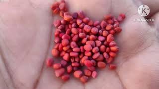 ಮೂಲಂಗಿ  ಮತ್ತು ಬೀಟ್ರೂಟ್ ಬೀಜಗಳನ್ನು ನೆಡೋಣ ll  Sowing Radish And Beetroot Seeds ll  HONEY'S GARDEN