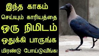 இந்த காகம் செய்யும் அதிசயத்தை ஒரு நிமிடம் ஒதுக்கி பாருங்க | panchumethai