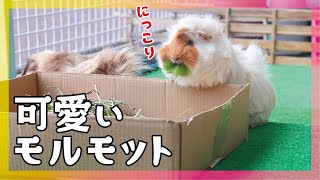 ぷりんぷりんなモルモット　朝のお散歩　cute guineapig