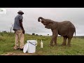 Khanyisa Drinks Her Milk from Bottles & a Bucket Today! A First for This Baby Elephant 🍼🐘