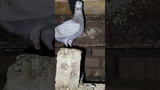 #khattak#pigeon#karak#kpk#viral