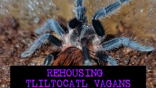 Rehousing Tliltocatl Vagans aka The Mexican Red Rump Tarantula