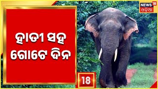 Elephant Rescue Operation | ହାତୀ ସହ ଗୋଟେ ଦିନ, Chandaka ଗୋଡିବାରି ଜଙ୍ଗଲରେ ହାତୀକୁ ଛଡ଼ାଗଲା