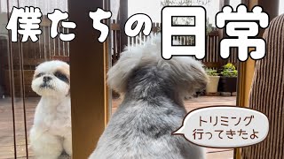 [シーズー多頭飼い]ふたりの大好きなフルーツは、これでした。