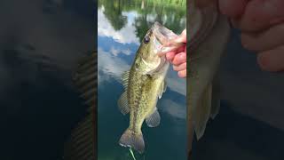 Decent  bass at the golf course #bass #fishing #shorts