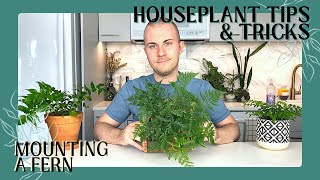 How To Make a Wall Mounted Fern | Houseplant Tips & Tricks Ep. 5