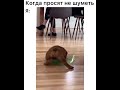 Приколы когда просили не шуметь