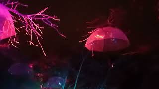 LUMINATE - First Light festival in Hasselt #japanesegarden #hasselt #luminate (1)