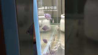 【アクアリウム】ディスカスの日常(体着27日目っ！)お腹いっぱいに膨らんだ子供たちがカワイイ！　#shorts