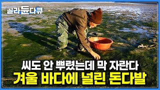 매서운 겨울 추위에도 백발 할아버지가 바다로 향할 수밖에 없는 이유｜농한기에 돈 벌어다 주는 귀한 놈｜한국기행｜#골라듄다큐