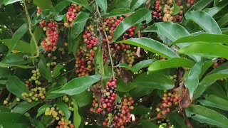 කරවල කැබිල්ල || Bignay || Currant tree || Agri Life with Dilupa Akalanka