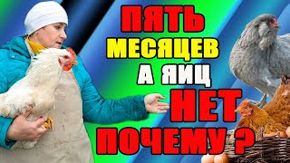 Почему куры НЕСУШКИ НЕ ХОТЯТ нести яйца.