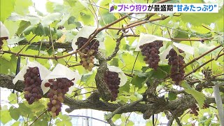 「２０房くらい食べられそう」ブドウ狩りが最盛期　雨が少なく粒はこぶりだが高い糖度　滋賀県竜王町（2024年8月22日）