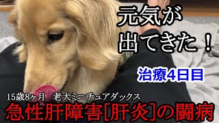 元気が出てきました！15歳8ヶ月老犬の「急性肝障害（肝炎）」の闘病【治療4日目】ミニチュアダックス