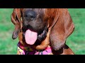 interesting facts on bloodhound gentle dog who is nonetheless tireless in following a scent