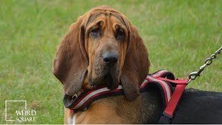 INTERESTING FACTS on bloodhound | gentle dog who is nonetheless tireless in following a scent