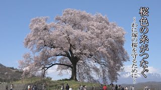 桜色の糸がつなぐ　～韮崎市の指定文化財「わに塚の桜」～