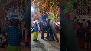 Dancing elephant Koottalumoodu Bhadreswari Amman temple festival 2023 #koottalumoodu