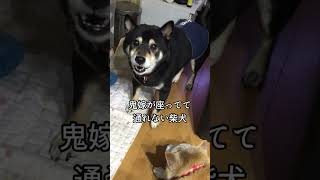 犬にも鬼嫁は存在する・・　　#shorts