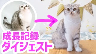 Celebration one year old! My cat's growth record digest［Scottish Fold］