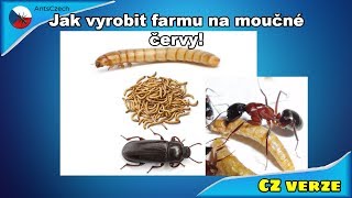 Jak vyrobit farmu na moučné červy! [CZverze]