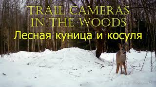 КУНИЦА И КОСУЛЯ Trail Cameras In The Woods PINE MARTEN \u0026 ROE DEER