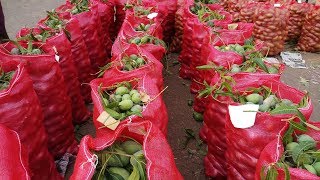 First quality Mango for exports - Oddanchatram Vegetable Market