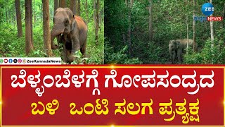 Elephant Arrival | ರಸ್ತೆ ಬದಿಯಲ್ಲಿಯೇ ಬೀಡುಬಿಟ್ಟ ಒಂಟಿ ಸಲಗ