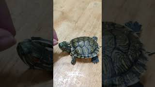 巴西龜🐢嗅嗅看 ［龜仔的日常］