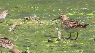 ◎ Pectoral Sandpiper アメリカウズラシギ