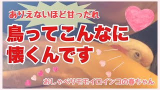 ありえないほど甘ったれ！暑くても、眠くても、甘え続けるオウム【おしゃべりモモイロインコの春ちゃん】