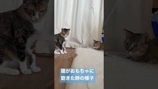 猫がおもちゃに飽きた時の様子