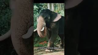 നാട്ടാന ചന്തം #viral #shorts #short #trending #elephant #shortvideo #viralvideo #food #youtube #uae