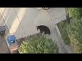 guy runs into bear while texting