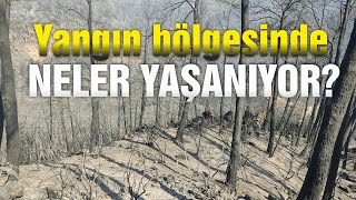 yangın bölgesinde neler yaşanıyor? | orman yangınları | belgesel