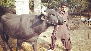 unique buffalo kundhi breed - kundhi buffalo farming in pakistan - animal farm summary