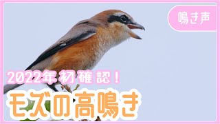 モズの高鳴き【2022年9月17日今季初確認】