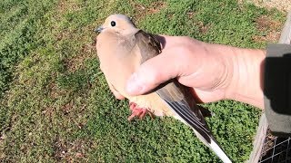 Metal Detecting: When Doves Cry