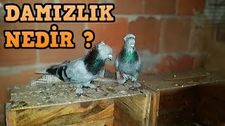 DAMIZLIK GÜVERCİN NASIL OLMALI ?