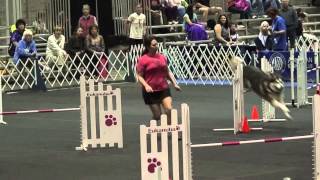 Layla's 2013 AKC Agility Invitationals