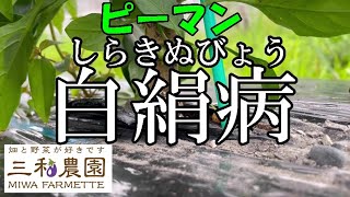 【ピーマン】恐い病気「白絹病」の症状と対策。NO635（2023.6.10）