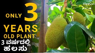 3 ವರ್ಷದಲ್ಲಿ ಹಲಸು #JACKFRUITPLANT #HIGHBREADJACKFRUIT #3yearoldjackfruitplant #mooruvarshadallihalasu