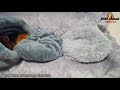 ミニチュアダックス フンド　ライブカメラ るるチャンネル miniature dachshund live camera ruru.channel