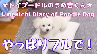 やっぱりフルで！ ★トイプードルのうめ吉くん(1571日目)★Umekichi Diary of Poodle Dog