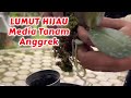 Lumut Hijau sangat bagus untuk media tanam Anggrek